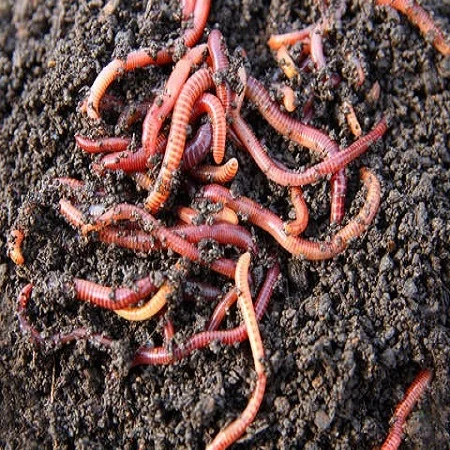 Live Earthworms For Sale in Nashik, Maharashtra, India